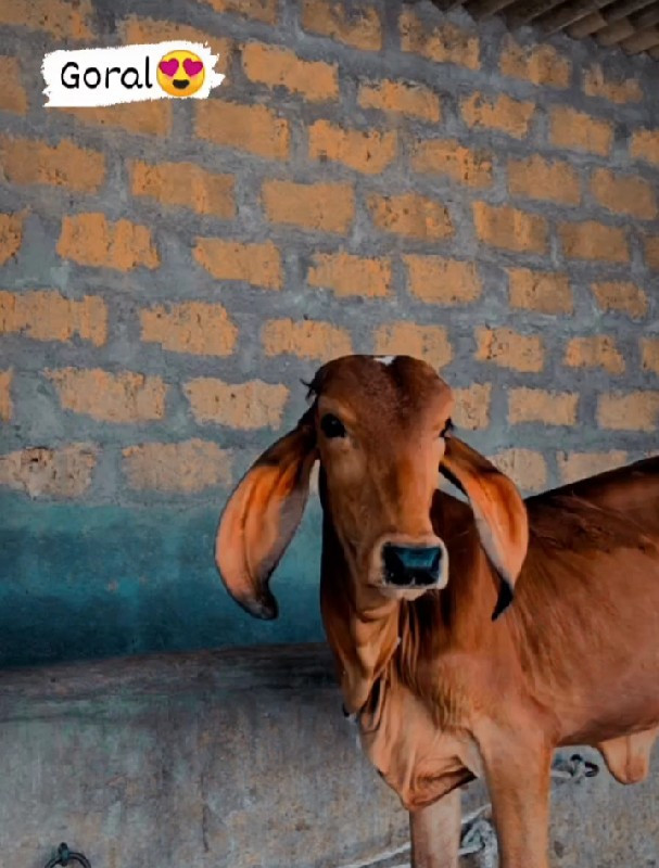 આખી લાલ ખાલી મા...