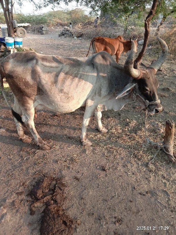 ગાય વેચવાની છે