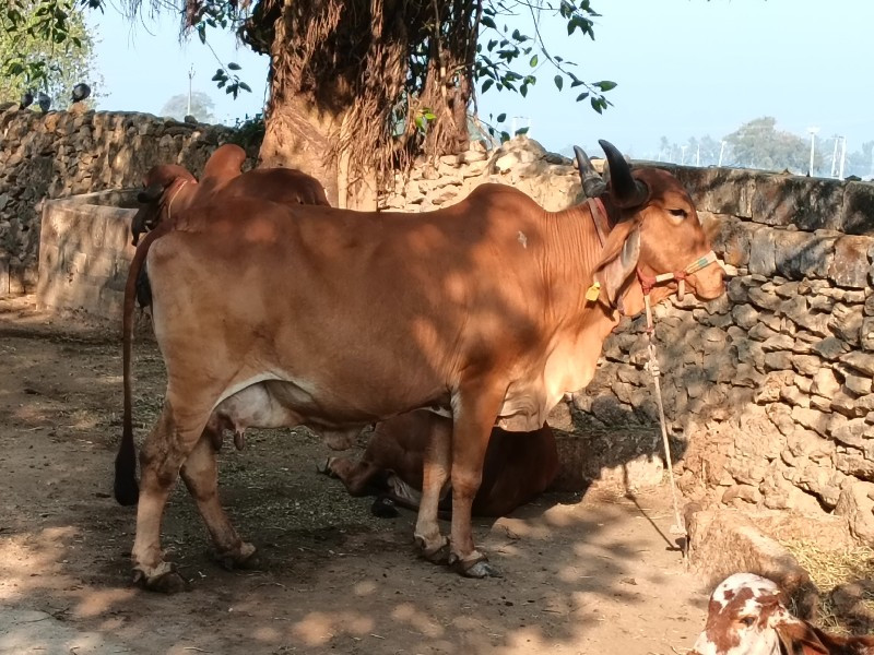 ભૌતિક પિઠીયા ગા...