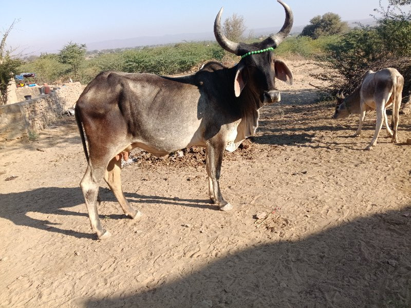 વઢીયારી ગાય વેચ...