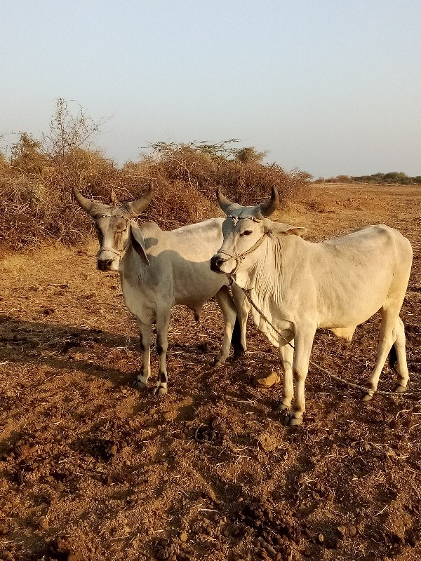 ગોઢલા વેચવા નાછ...