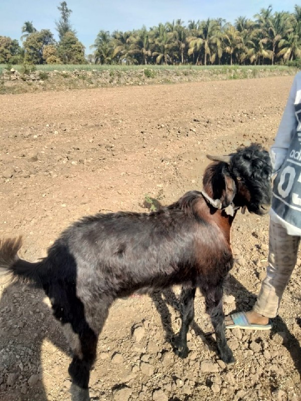 ત્રણ બકરા વેચવા...