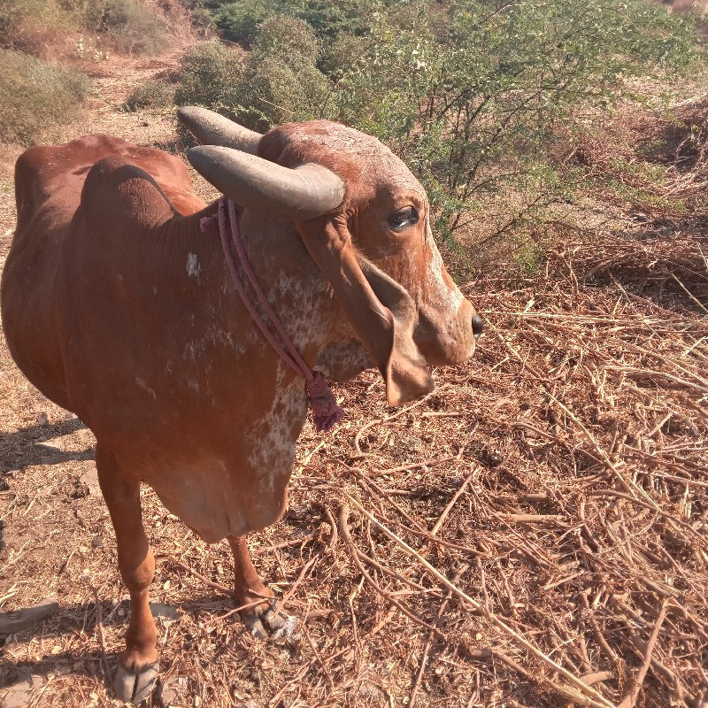 ગાયવેચવેનીછે