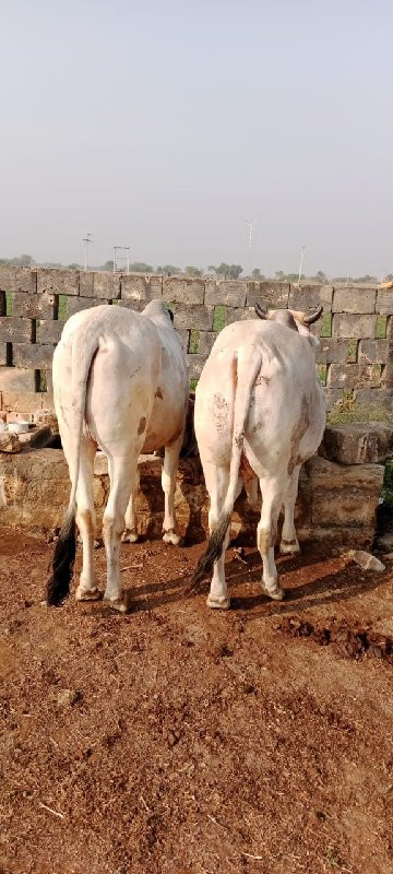 ગોધલા    વેચવાન...