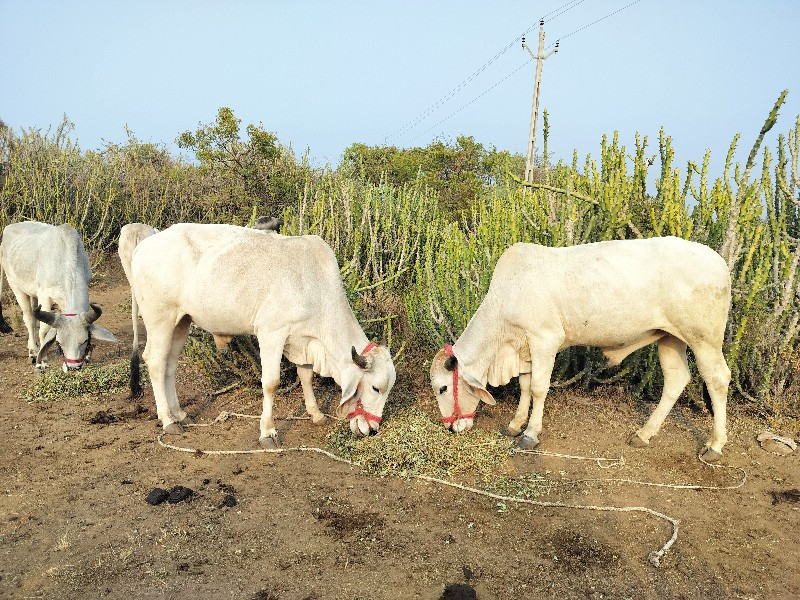 વઢીયારા ગોધલા વ...