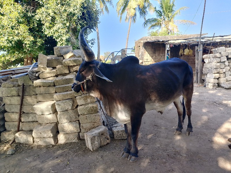 બળદ વેચવા ના છે