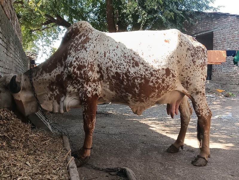 ગીર ગાય વેસવા ન...