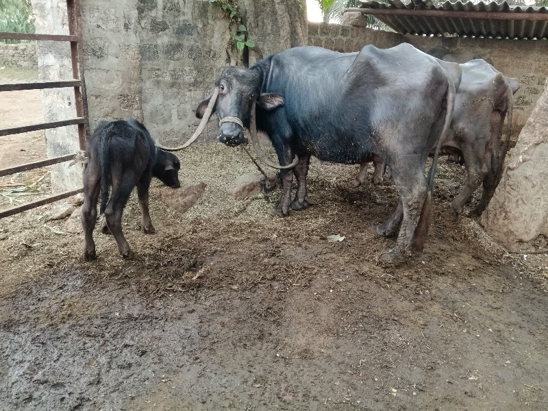 આ ભેંસ વેચવાની...