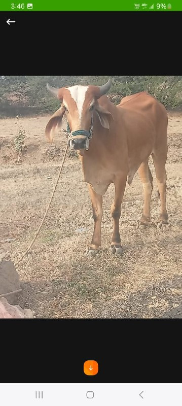 કી અગિયાર રૂપિય...