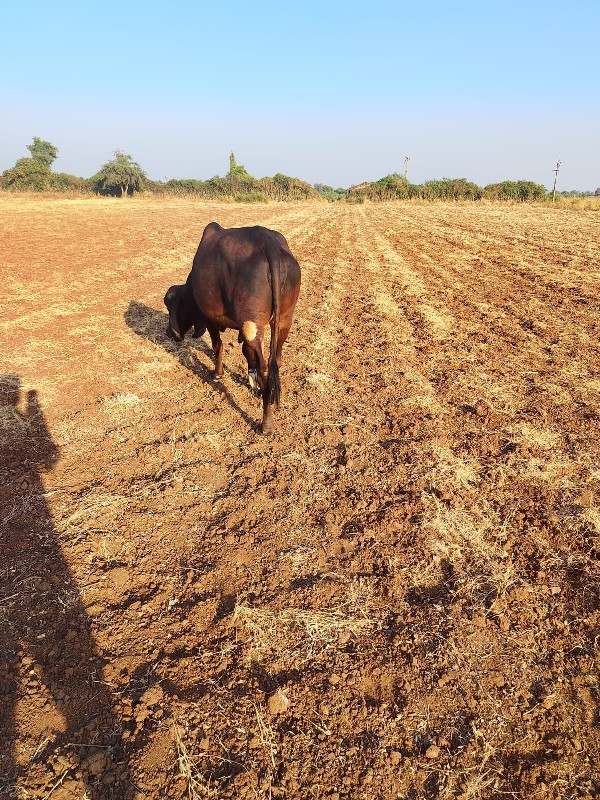 આ ગાય વે છે 8 મ...