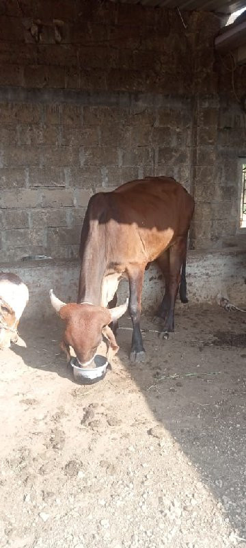 વો‌‌હકી વેસવાનિ...