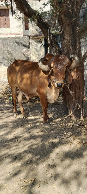 જાવ