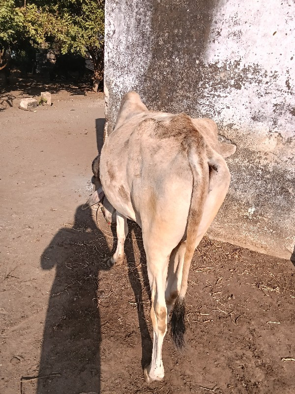 આ ગોધલો વેંચવાન...