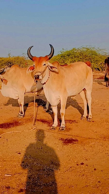 જિલ્લો દેવભૂમિ...