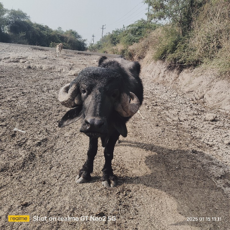 વેચવાનુછે