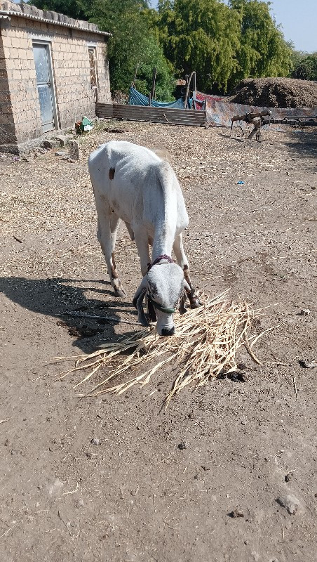 ગીર ખુટ વેશવનો