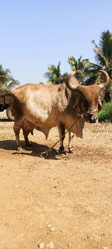 ગાય વેચવાની છે