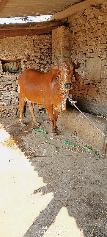 ઓરીજનલ ગીર કાબર...