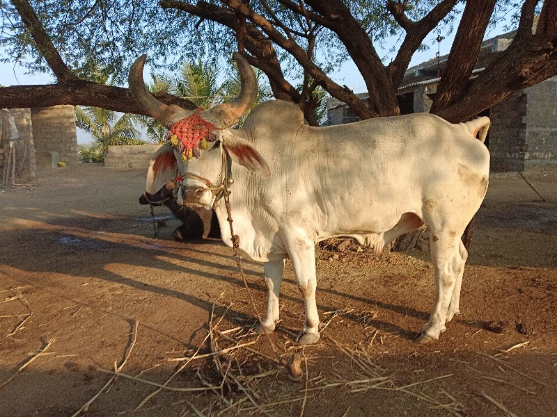 બળદ વેચવાના છે