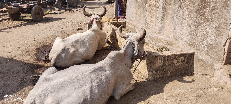 આ ગોઢલા વેશવાના...