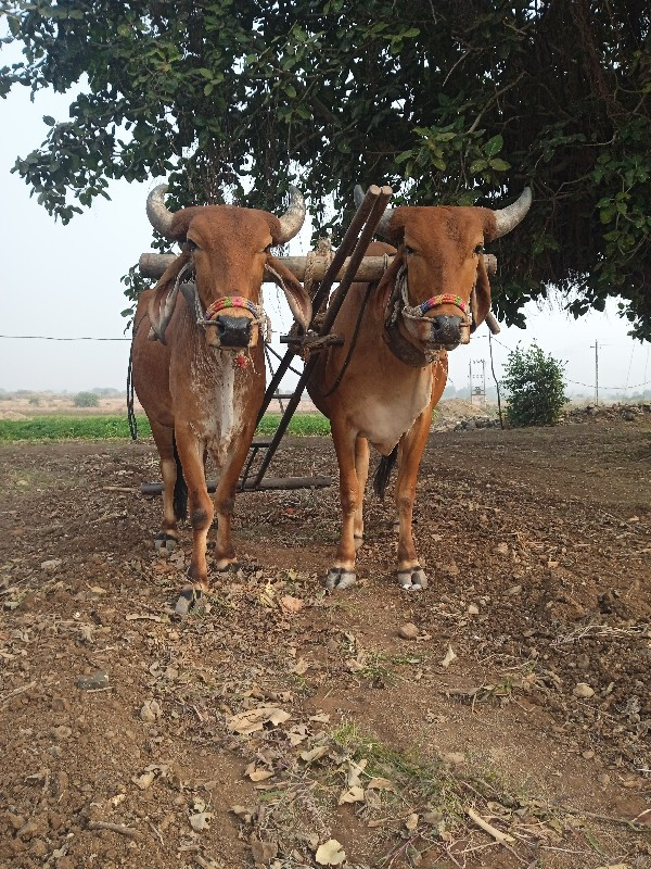 ગોરીયા ગોઢલા 1વ...