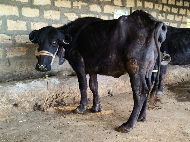 પેલ વેતરી ખળેલી...