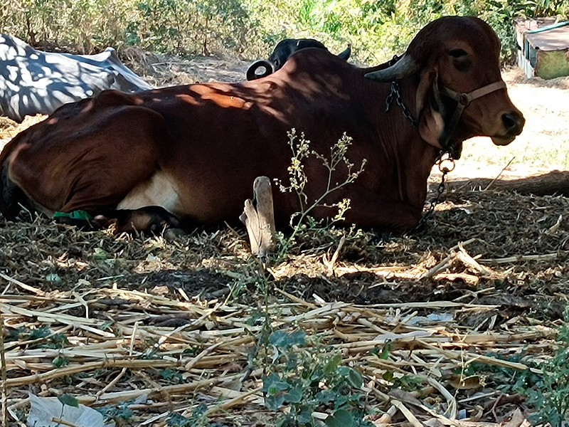 ઓરીજનલ ગિર ઓડકી