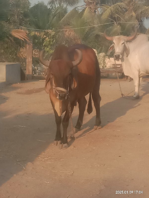 બળદ વેચવાના છે