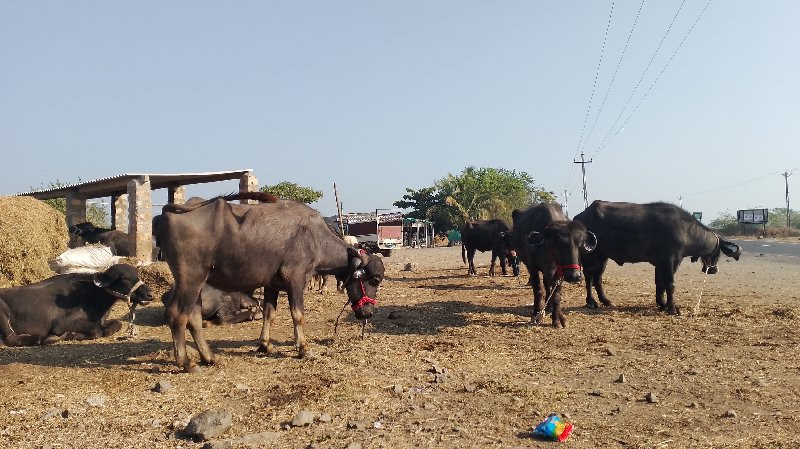 ખડેલા લેવેચ માટ...