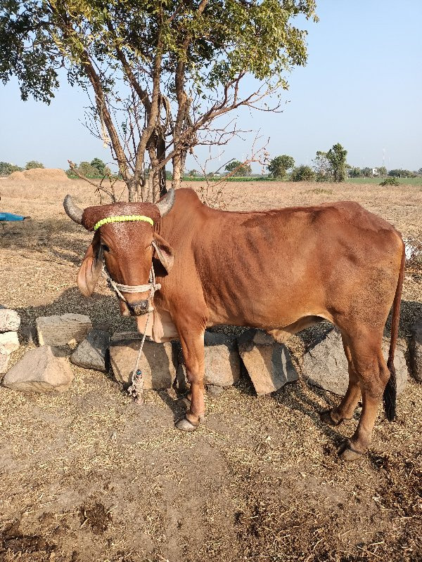 ગોઢલો લેવાનો છે