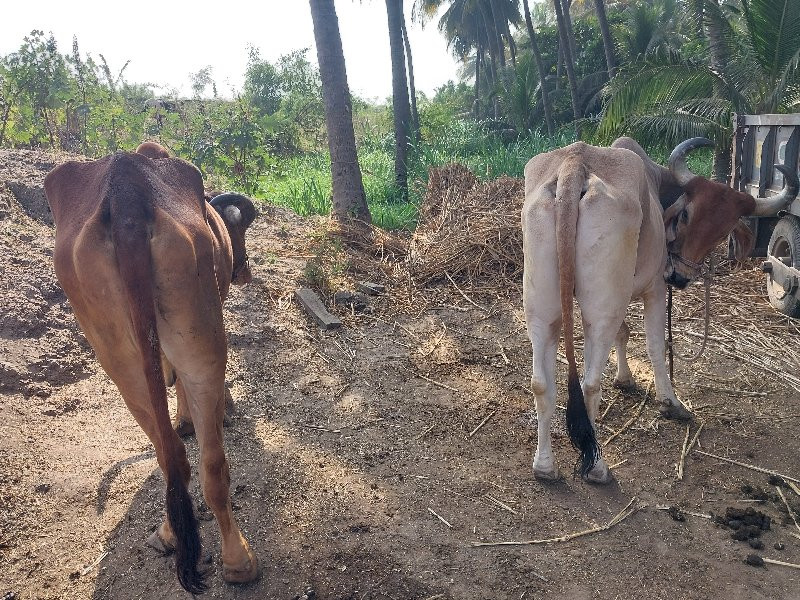 બળધ વેસવાના છે