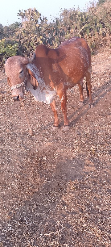 આ ગાય વેચાવછે