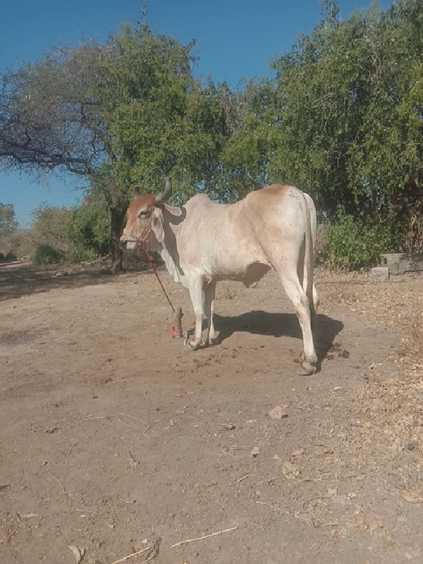 બળદ વેચવાનો છે