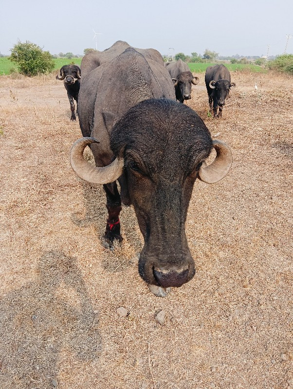 પેલવેતરી ખડાય વ...