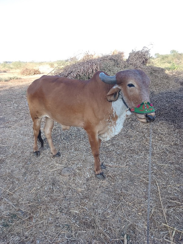 ગોધલો