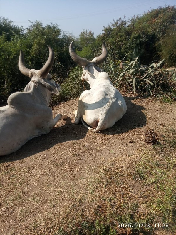 વઢીયારા ગોઢલા વ...