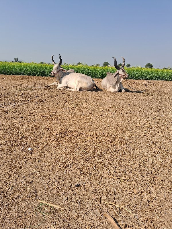 ગોઢલા વેશવા નાછ...