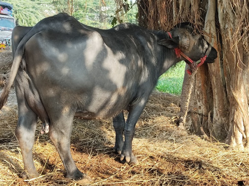 ભેંસ વેચવાની