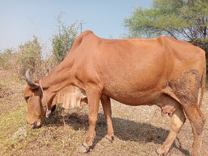 ગાય દેશી