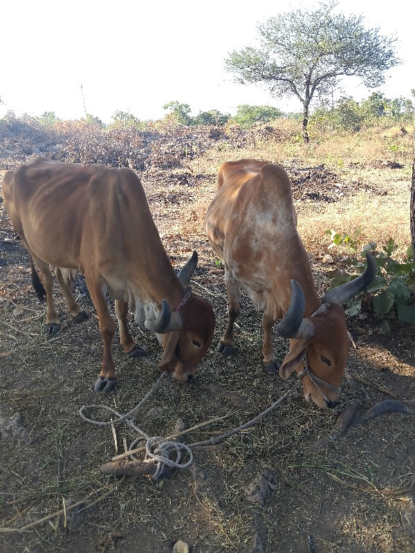 બળધ વેચવાના છે...