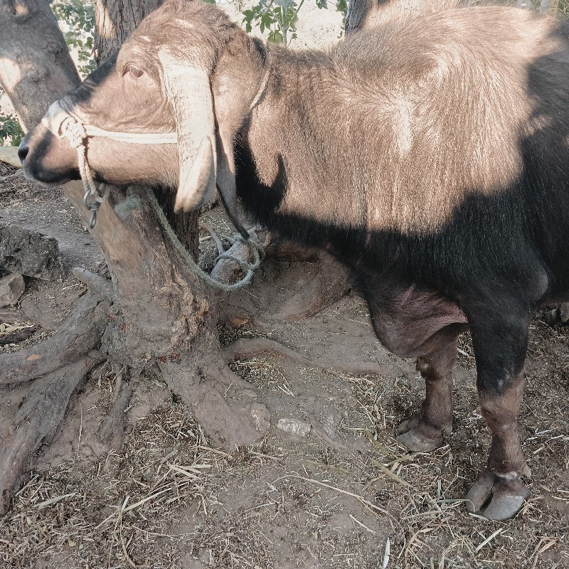 ભેંસ વેચવાની છે