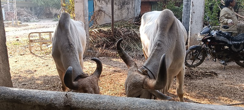 બળધુ