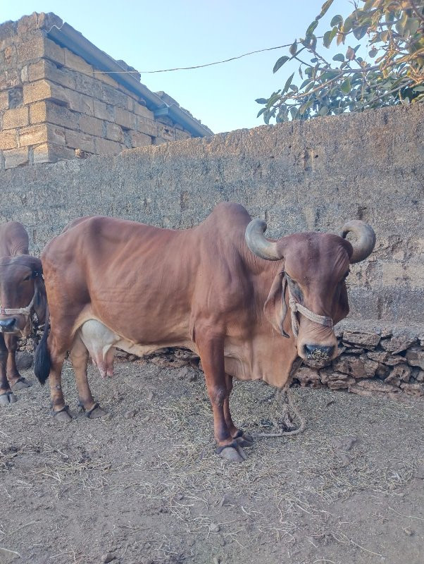 ગાય વેસવા ની છે