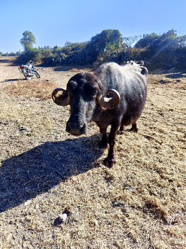 ભેંશ વહેંચાવા ન...