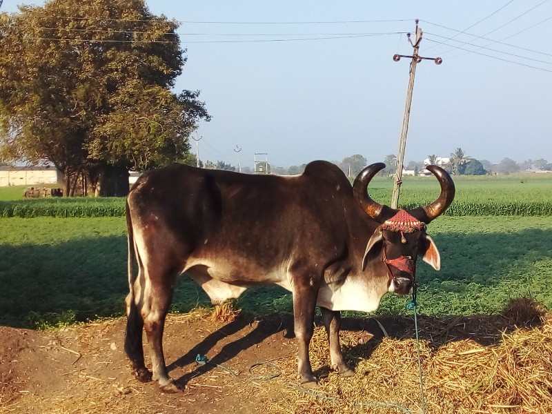 બરદ વેચવાનો છે