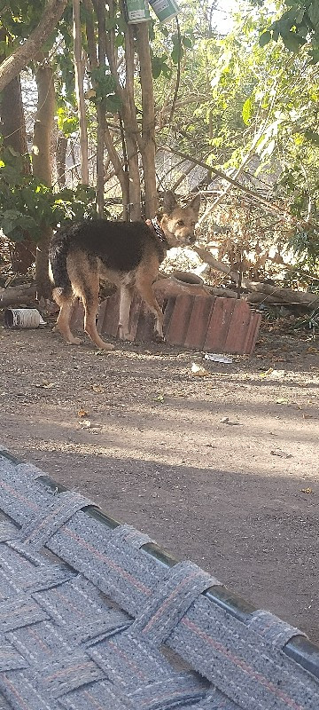 જર્મન સેફલ્ટ (...