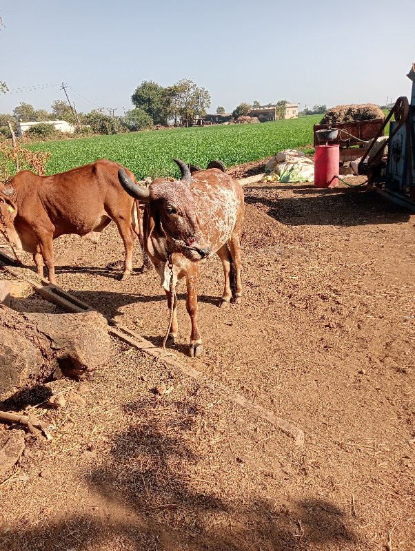 બળદ વેસ્વાનો સે