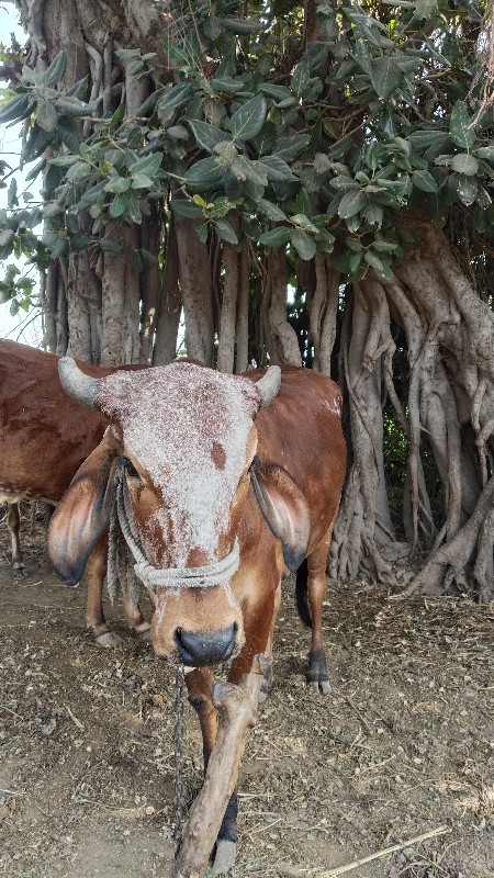 બે વોડકી છે દેશ...