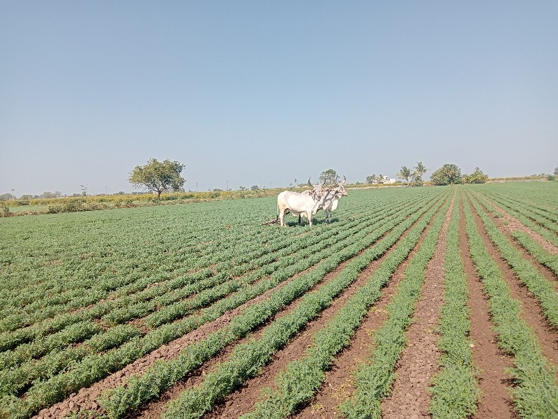 ગોઢલા વેચવાના છ...