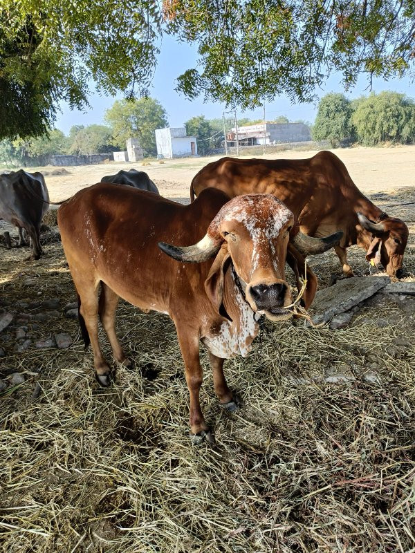 gay vechvani se